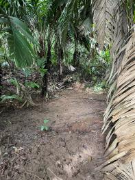 Natural wetland within “La Reserva” rainforest preserve at EARTH University’s Guacimo campus, Costa Rica.