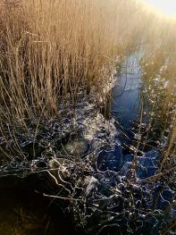 Frozen reedbed at RSPB reserve Leighton Moss, Cumbria. January 2024