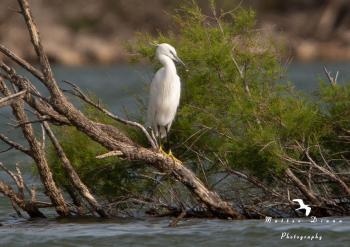 A beatutiful exemplar of Little Egret in the artificial lake of Monte Pranu