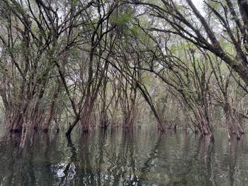 Bosque de tinto inundable
