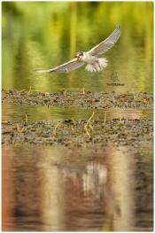 nilofar flower wetlands babol-mazandaran-iran
