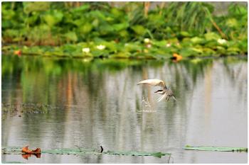 nilofar flower wetlands babol-mazandaran-iran