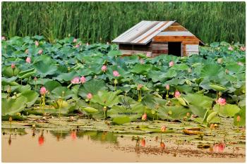 nilofar flower wetlands babol-mazandaran-iran