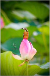 nilofar flower wetlands babol-mazandaran-iran