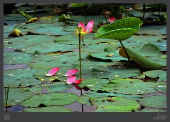 nilofar flower wetlands babol-mazandaran-iran