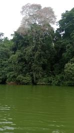 Parte de la Laguna Limoncocha en la Amazonía ecuatoriana