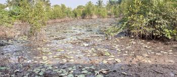 Mangrove