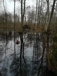 Zdjęcie przedstawia rozlewisko. Powstałe w wyniku działalności bobrów. Położone jest w okolicy wsi Żarnowska.