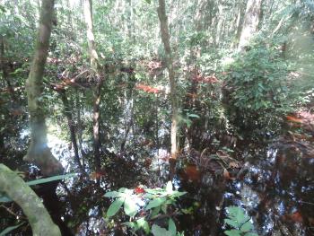 this picture comes from the Congo Basin peat land research  fieldwork done on July 2023 with the funding of ENABEL