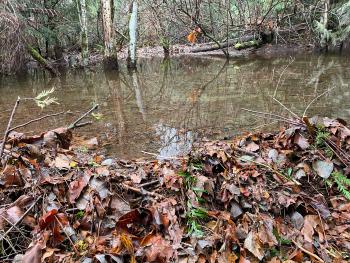 Beaver dam in a small wetland site
