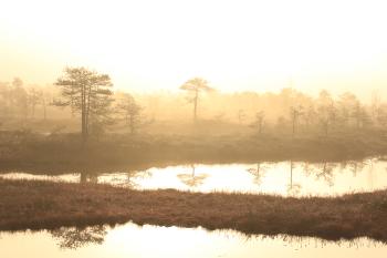 Männikjärve bog in Endla Nature Reserve in Estonia