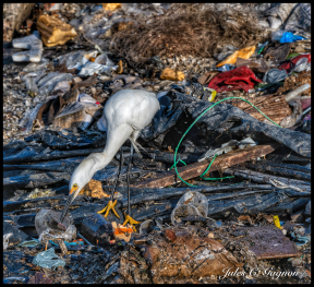 Environmental impact. I am away from my native Canada on a personal photographic wildlife journey. I was looking for shore birds to photograph. I took this yesterday along the shores of a city in South America. It is a snowy Egret scrounging in a toxic trash heap by the shoreline.