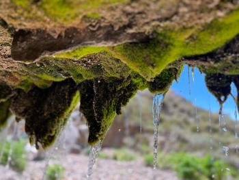 This picture from one of the wetlands of Villavicencio Natural Reserve, a Ramsar Site in Mendoza, Argentina, it´s been taken by Guillermo Chiaradia