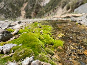 This picture from one of the wetlands of Villavicencio Natural Reserve, a Ramsar Site in Mendoza, Argentina, it´s been taken by Guillermo Chiaradia
