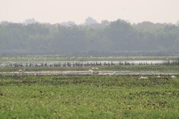 Lors de ma visite de terrain e week-end sur 13 Mares dans la zone humide du littoral du Togo J’étais agréablement surpris de voir des colonies des centaines individus d’oiseaux (Dendrocygnes veufs, Glaréoles à collier, ect.)
