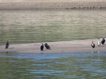 The oxbow lake Lanca di Gussola will be reconnected to the Po River to restore its biodiversity. This wetland is being restored and monitored also thanks to the EU-funded project REWET (https://www.rewet-he.eu/).