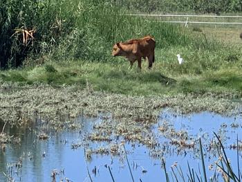Akrotiri wetland Cyprus