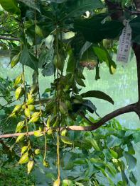 Barringtonia racemosa growing in Wu-fen-gang Stream (Linong Wetland) in Taipei City.