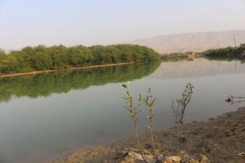 Imbekhah: Mangrove wetland lagoon in Mukallah City. The lagoon in the middle of the city and mangrove naturally regenerated, the wetland consists of mangrove and other plants, birds, and invertebrates. War in Yemen makes everybody busy with their daily life, government is without a budget and plan.