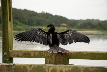 Bird in wetlands of Huntington Beach State Park, South Carolina, USA.