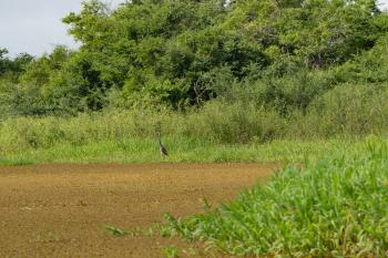 Wetlands at Crooked Tree Wildlife Sanctuary in Belize