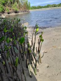 mangrove saplings