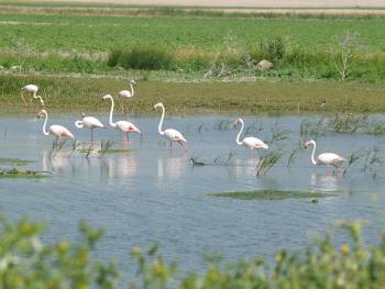Foto sacada de la Laguna del Gobierno, perteneciente al Complejo Endorreico de Lantejuela, ubicada en el municipio de Lantejuela, Sevilla. En la foto se puede varios flamencos, habituales en nuestras aguas.