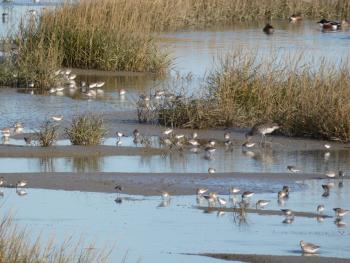 A selection of wading birds and ducks feeding on the mudflats on the Medway Estuary, part of the North Kent Marshes Ramsar sites