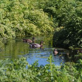 Fernhill Wetlands, Forest Grove, Oregon
