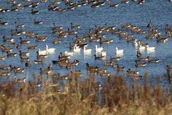 Snow goose and Greater white-fronted goose floating on the retarding basin in Central Hokkaido
