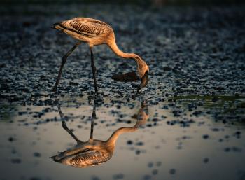 Wetlands are the heart of our country which gives the key to biodiversity. The migratory birds comes to India during winter and stay here in the wetlands every year. Flemingos are one such beautiful large birds who visits every year in different wet lands of India