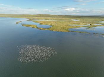 A flock of Swan Geese at Ugii Lake, a Ramsar Site, Mongolia.