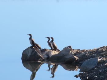 wedland birds