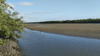 El ecosistema del manglar de San Pedro de Vice se ubica en la provincia de Sechura, distrito de Vice y Sechura. Es un humedal de tipo intermareal arbolado. Es el último relicto de manglar del pacífico sur de América del Sur y está ubicado en la desembocadura del río Sechura.