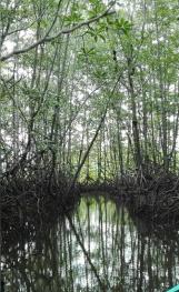 Mangle y Río Sierpe, en Humedal Sierpe en Puntarenas, Costa Rica