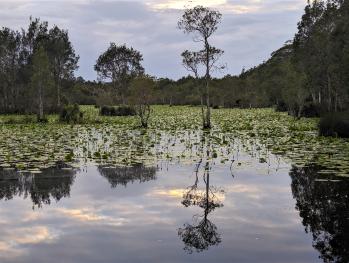 An antimony processing plant devastated Yurrun.Ga (Urunga, NSW) wetlands, seeding arsenic and cyanide. After remediation, the area is regaining its health and attracting visitors. I undertake regular surveys to monitor change. Wetlands are not only rich in biodiversity,  but remove pollutants.