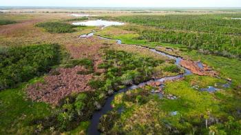 Looking south toward US 41 from inside the Fakahatchee Strand State Preserve, Collier County, Florida.  Canoe-launched drone aerial photo taken from about 200 ft.  This area is absolutely beautiful, and we've never seen another human here other than the ones we've brought along.