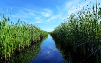 Collier County, Florida - National Wildlife Refuge Canoe Trail 4 - the cattail trail