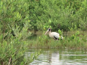 Collier County, Florida - National Wildlife Refuge Canoe Trail 4 - Wood Stork in the marsh