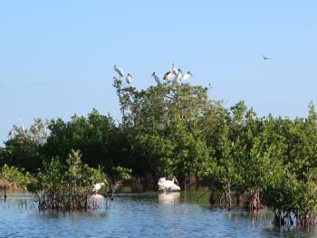 Collier County, Florida - National Wildlife Refuge Canoe Trail 4 - why we visit the marsh