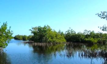 Collier County, Florida - National Wildlife Refuge Canoe Trail 4 - Black Mangrove (Avicennia germinans) pneumatophores