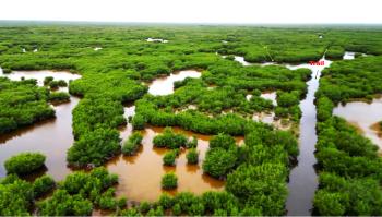 Halfway Creek Marsh canoe trail looking east toward the Turner River.  Drone video from about 100 ft.