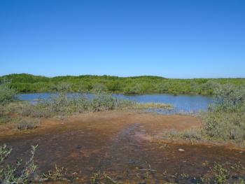 Inmediaciones de la bahía de Chetumal Quintana Roo; México; desarrollo de mangle en suelos hidrómorficos