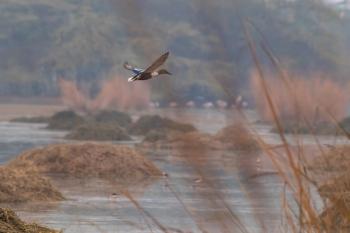 Shoveler in flight at Okhla Bird Sanctuary situated on the Yamuna river banks located in Delhi
