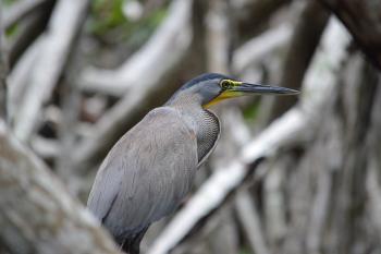 Garza tigre (Tigrisoma mexicanum) en la Reserva de la Biosfera La Encrucijada, Chiapas