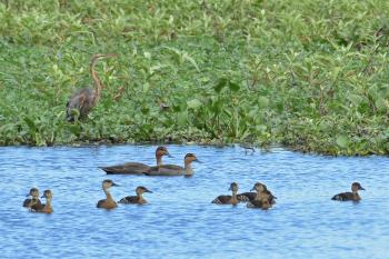 Canarem Wetland, Victoria Tarlac
