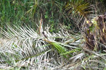Common Bulbul perched on fallen branches of a recently cut palm tree in a swamp in Kakiri, Wakiso District, Central Uganda