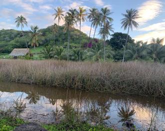 Keawawa Wetland on Oahu in Hawaii and home to the endangered Hawaiian Moorhen and seasonal Stilt