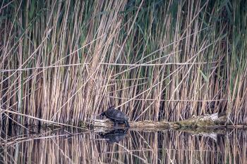BROZ - conservation association is working on several fronts within the conservation project of the European pond turtle (Emys orbicularis). Combining research, education and habitat restoration, BROZ contributes to the protection and increase of populations of this iconic species in Slovakia.