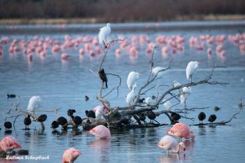 Reserva Natural Urbana Lagunas al Este, cuidad de Trelew, provincia de Chubut. Con una superficie de mas 2050 ha,  Se encuentra en la Zona de Transición de la Reserva de la Biósfera Península Valdés (UNESCO 2014) y se han registrado mas de 150 especies de aves, entre ellas 5 especies hemisféricas.